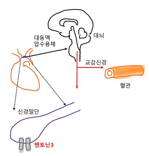 "심장 혈압 감지센서 발견…고혈압 이해·치료제개발 기여 기대"