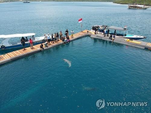 발리 호텔 수영장서 학대받던 돌고래 세 마리, 보호구역 첫 이주