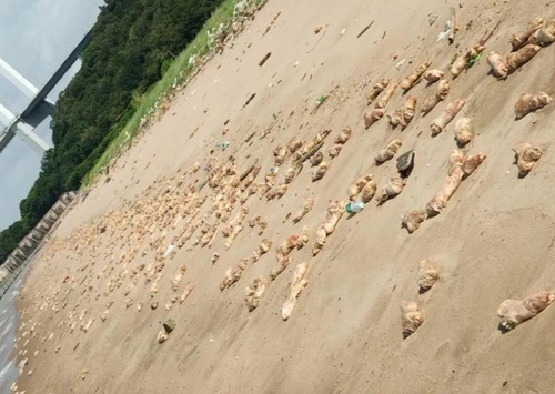 중국 해안에 웬 돼지 족발?…수만개 분량 밀려와