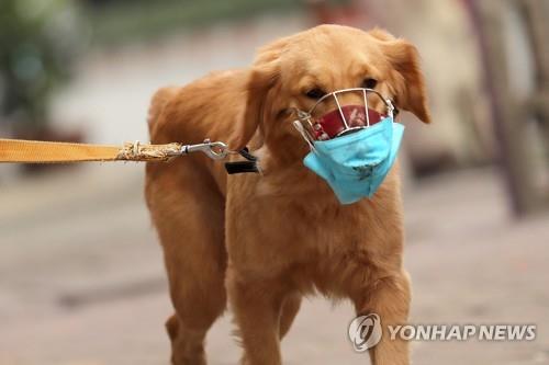 '너무 이뻐한 죄' 미 반려견 코로나 양성…17번째 동물 감염