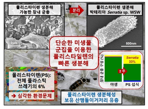 거저리 유충이 플라스틱 성분 분해…국내 첫 발견