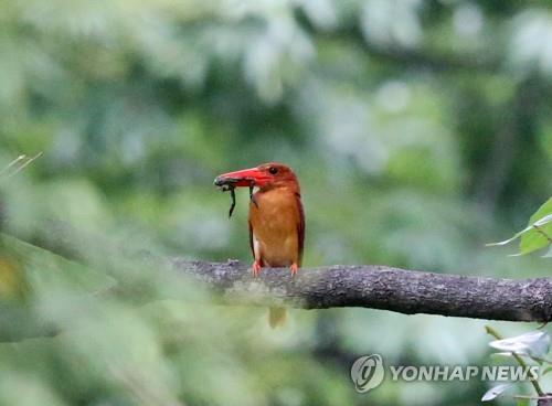 호랑지빠귀·호반새…경주 옥산서원엔 희귀새가 산다