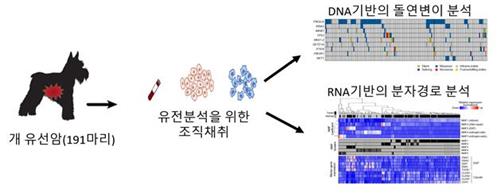 유방암 원인 밝혀줄 개의 유전자 변이 지도 첫 완성