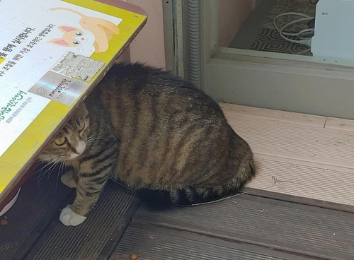 해마다 느는 동물학대…"'동물경찰' 도입하라" 목소리 커져