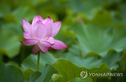 대구·경북 흐리고 오전에 비