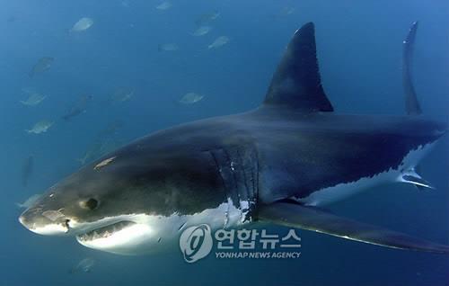 아빠의 힘…이번엔 상어에 물려간 아들 구해