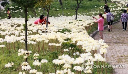 부안 '위도 상사화길 달빛걷기 축제' 코로나19 확산 우려에 취소