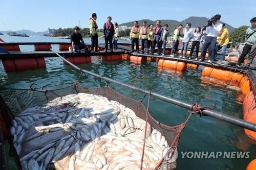 '검붉은 악몽' 한여름 불청객 적조…제발 무사히 지나가길