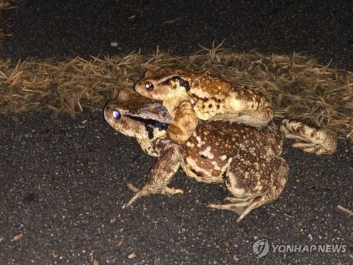 도심지 최대 두꺼비 산란지 대구 망월지 생태공원 탈바꿈