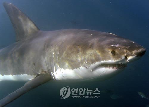 '조스'의 공포…미 최북단 해안서 백상아리 공격에 1명 사망