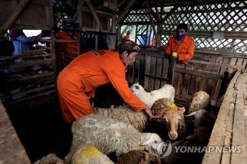 인도네시아서 희생제 양·염소 온라인 쇼핑…코로나로 '언택트'