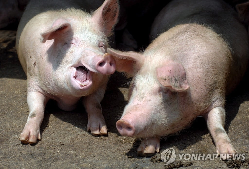 中 정부, `팬데믹 우려` 신종 돼지독감에 "주시하고 있다"