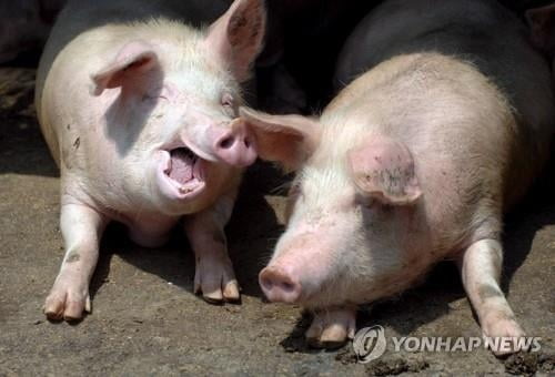 중국발 신종 돼지독감 팬데믹 우려…中 "대중 감염 매우 낮아"