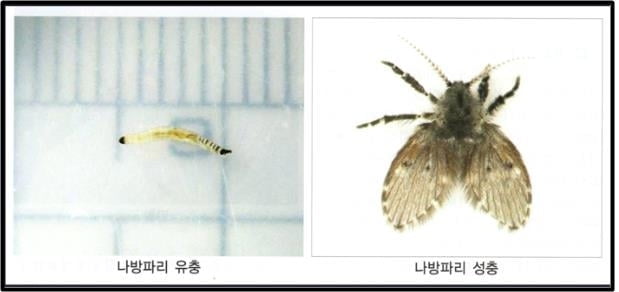 수돗물 유충 불안감에 신고 빗발…대전서도 3건 접수