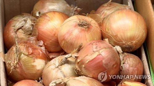 양파 가격 회복세…재배면적 작년보다 30% 이상 줄어