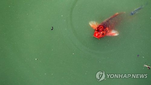 무더위에 낙동강 녹조 '스멀스멀'…상수원 대책 논의