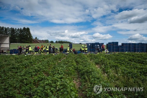 코로나19 여파에 핀란드 딸기농장으로 돌아온 현지 인력