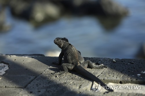 야생동물 차지 됐던 갈라파고스, 넉달 만에 관광지 재개장