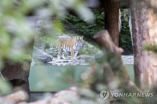 스위스 동물원 여성 사육사 호랑이에 물려 숨져