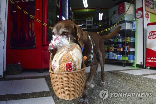 "멍멍! 배달왔어요"…코로나 속 콜롬비아 슈퍼마켓 배달돕는 개