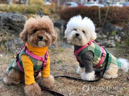 반려동물 보험비도 지자체가 지원해야 할까…인천, 찬반 팽팽