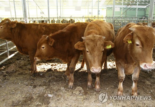 '한우 브루셀라병' 확산방지 늑장대처 공무원 3명 기소의견 송치