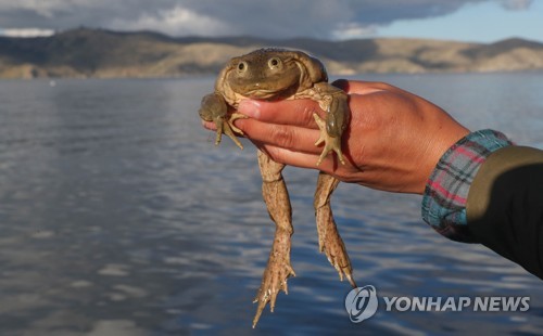 '멸종위기' 티티카카 왕개구리 구하기 머리 맞댄 국제 연구팀
