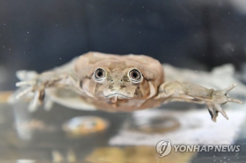 '멸종위기' 티티카카 왕개구리 구하기 머리 맞댄 국제 연구팀