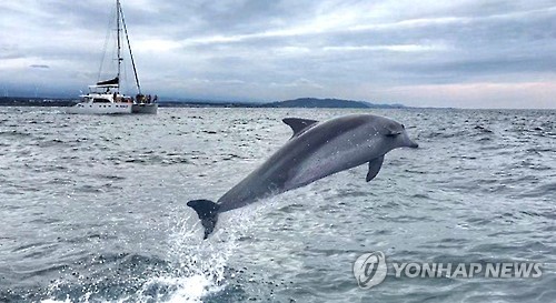 "어디에 있니?" 방류된 남방큰돌고래 3년째 '실종'