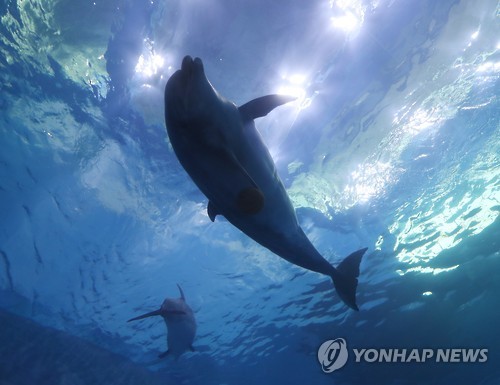 울산 고래생태체험관 돌고래 1마리 폐사…부검 예정