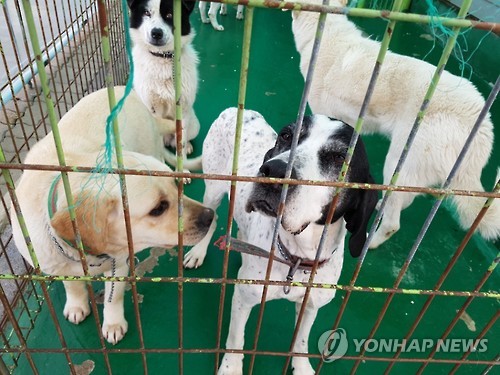 [줌in제주] '한라산의 공포' 반려견이 유기견, 유기견이 들개로