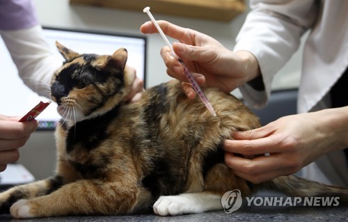 [펫·보·이] 길냥이 키워도 보험된다냥…유기견도 포기말라멍