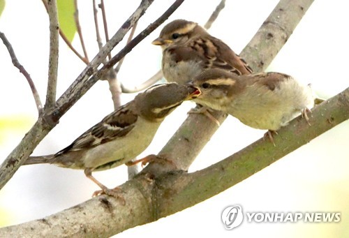 북한 금강산 생물권보전지역서 희귀종 '섬참새' 번식지 발견