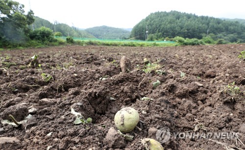 과수세균병 창궐에 강원 농가 시름…"피해 면적 25ha 사상 최대"