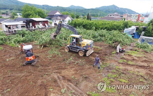 과수세균병 창궐에 강원 농가 시름…"피해 면적 25ha 사상 최대"