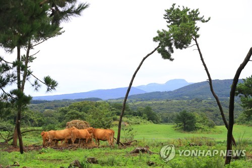 제주, 소 브루셀라병 청정 유지…이동제한 186마리 음성 판정