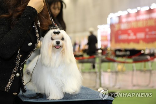 [펫·보·이] 보험료는 몸값 순이 아니잖아요