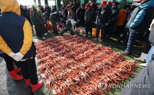 대게 보호초 설치로 개체 늘고 어민 소득도 증가