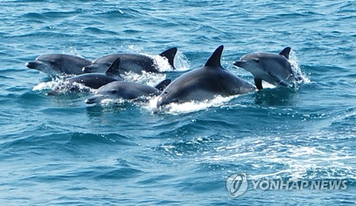 "어디에 있니?" 방류된 남방큰돌고래 3년째 '실종'