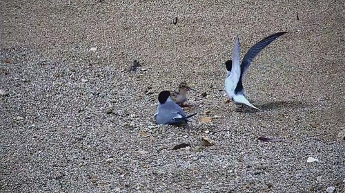 안동호 인공 모래섬서 부화 쇠제비갈매기 61마리 자라서 날아가