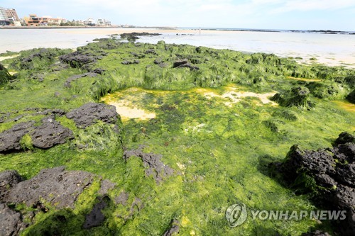 녹색연합 "제주 해안 구멍갈파래 증가…양식장 때문"