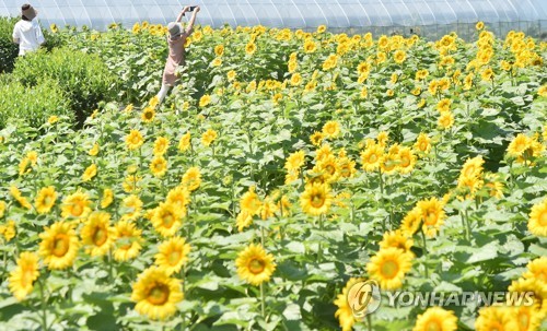 "더 특별하고 고급스럽게" 옛 명성 찾은 신혼여행 메카 제주