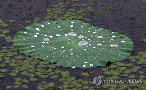 [날씨] 수요일 서울 낮 최고 31도…강원영서·경상내륙 오후 소나기