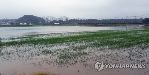 강원 영동 밤부터 시간당 30㎜ 장대비…"산사태 등 조심"