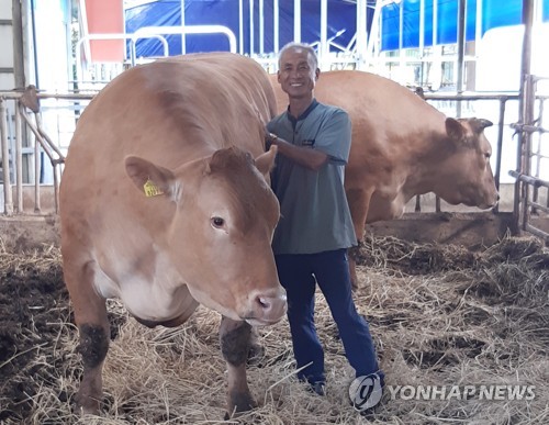 제주서 곱절 크기 '슈퍼 한우' 나와 화제…도체중 800㎏