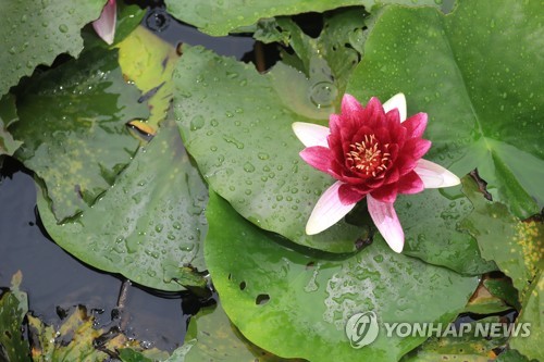 제주 구름많다가 차차 흐려져…해상 안개 조심