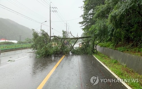 옥천 141㎜ 많은 비…나무 쓰러지고 토사 유출