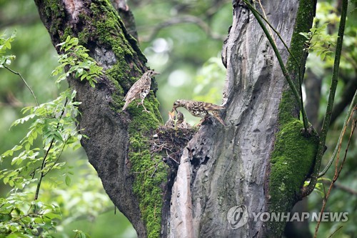 호랑지빠귀·호반새…경주 옥산서원엔 희귀새가 산다