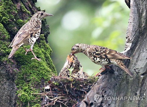 호랑지빠귀·호반새…경주 옥산서원엔 희귀새가 산다