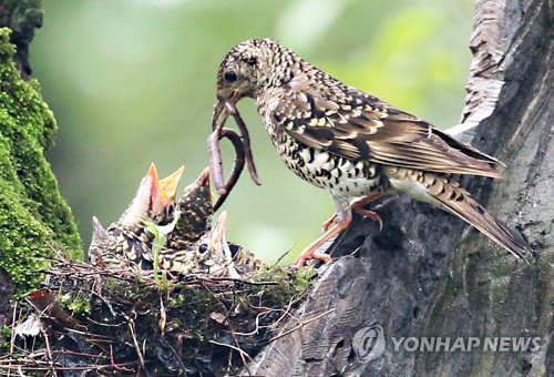 호랑지빠귀·호반새…경주 옥산서원엔 희귀새가 산다